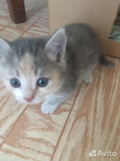 Бесплатный котенок
