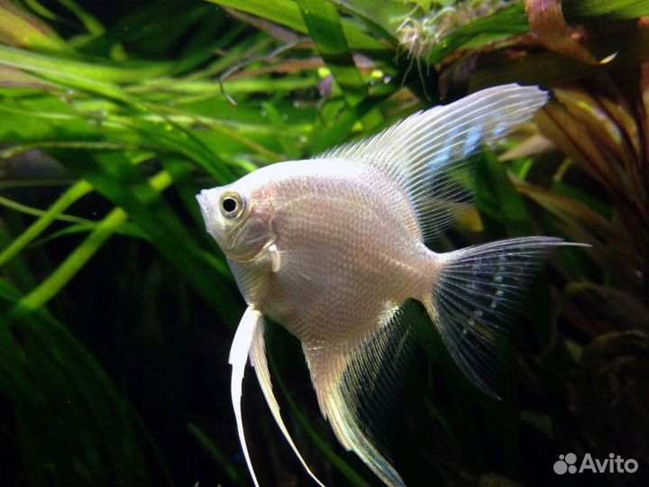 Скалярия платина