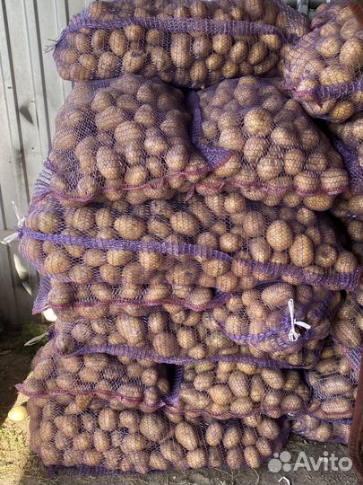 Продам картофель. Сорт Гала