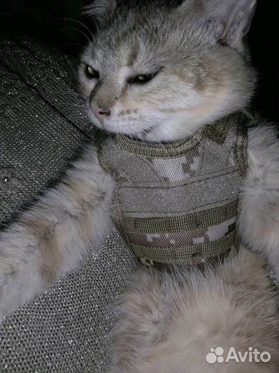 Одежда для собаки,кота
