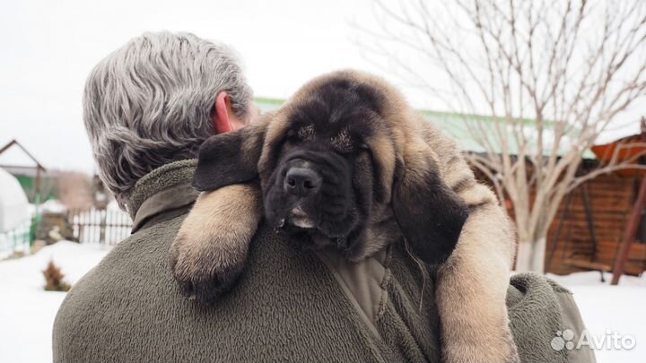 Мастиф(испанский)