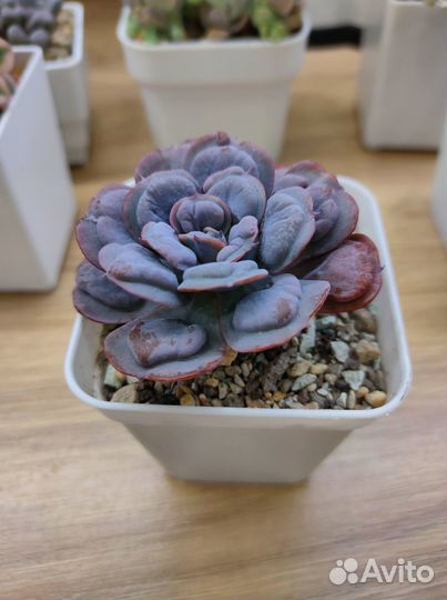 Редкие суккуленты