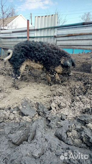 Венгерская мангалица