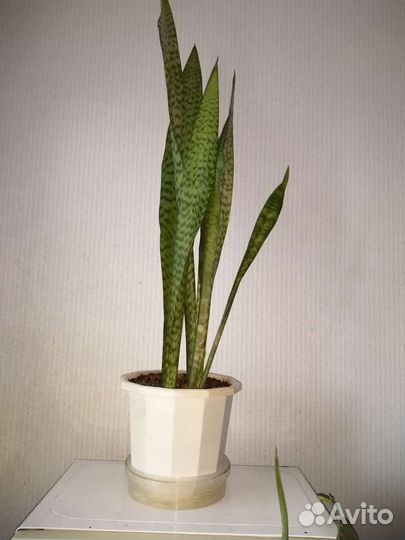 Сансевиерия щучий хвост