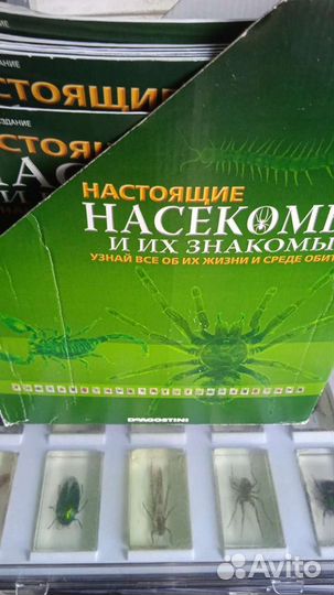 Насекомые и их знакомые