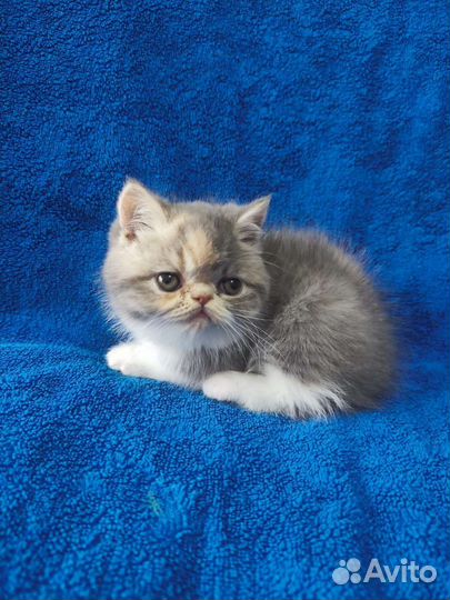 Экзотические котята