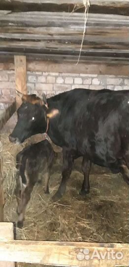 Навоз коровий в мешках