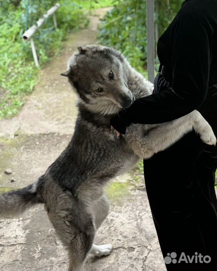 Западно сибирская лайка на вязку
