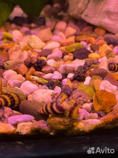 Улитка хелена