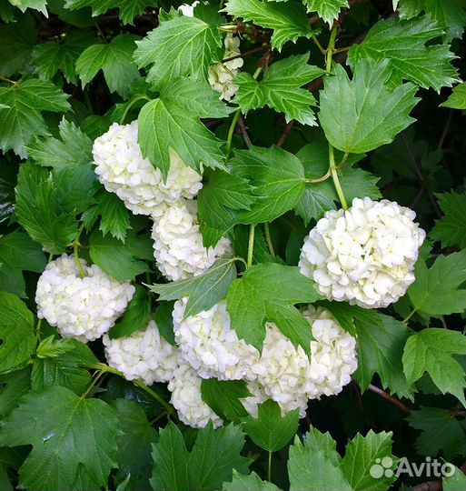 Декоративные кустарники