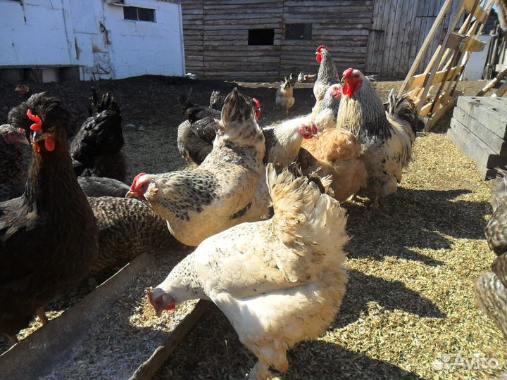 Цветные куры 1год,цыплята