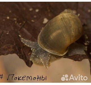 Улитка покемон