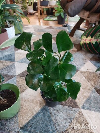 Фикус триангулярис