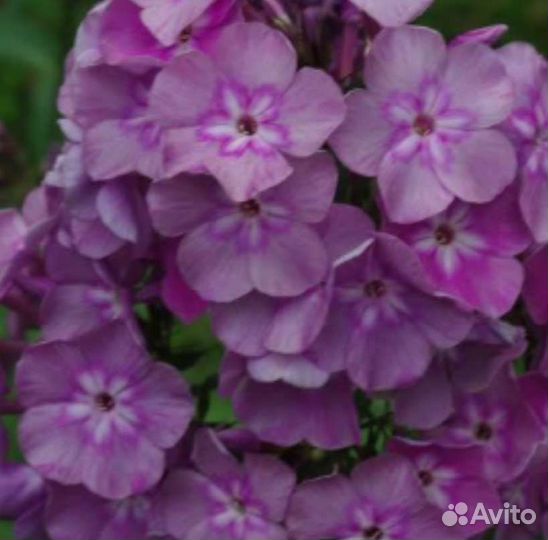 Флокс метельчатый саженцы 10 сортов Гений Квазимод