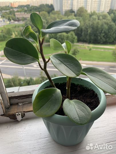 Пеперомия туполистная