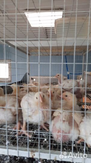 Клетки для бройлера