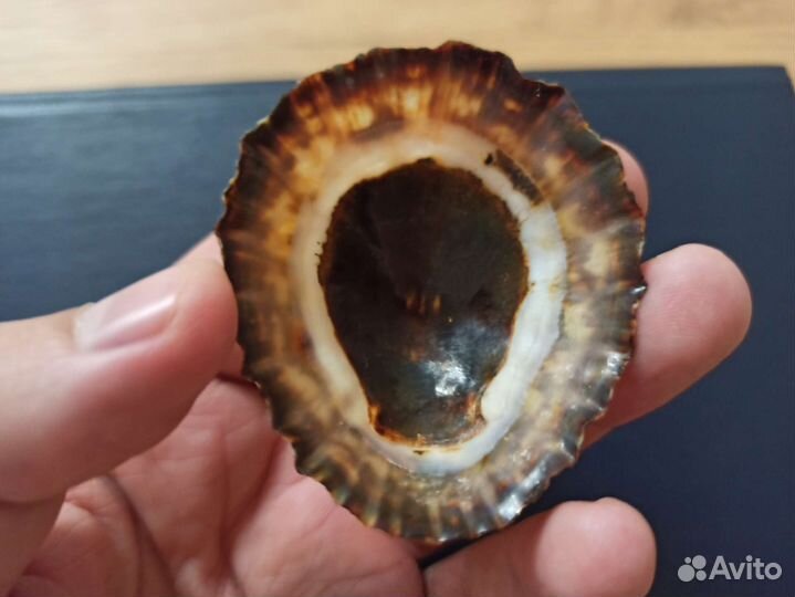 Морская раковина