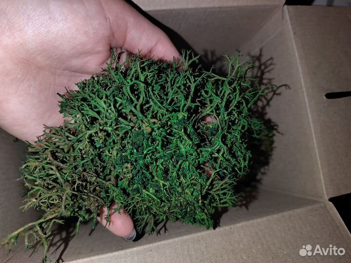 Стабилизированный мох оптом