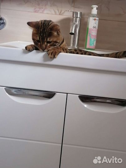 Бенгальский кот вязка