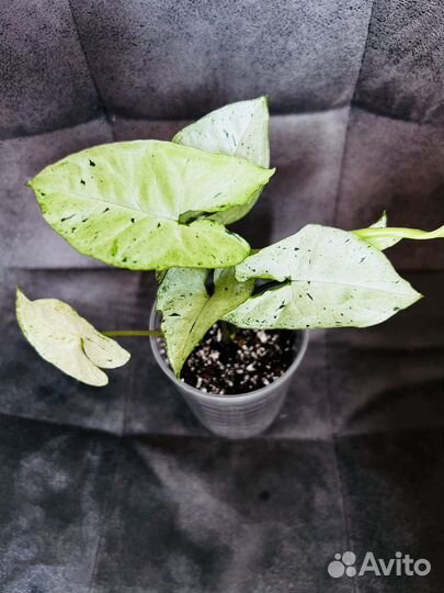 Сингониум Фреклесс