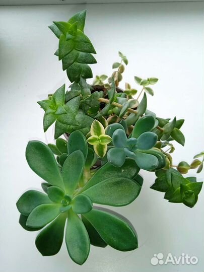 Суккуленты