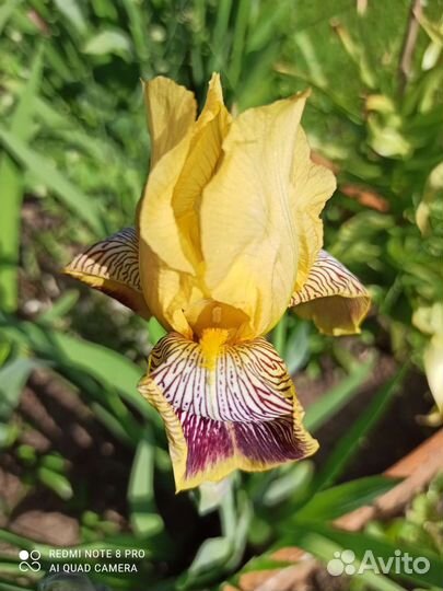 Ирисы бородатые, хризантемы, лилейники