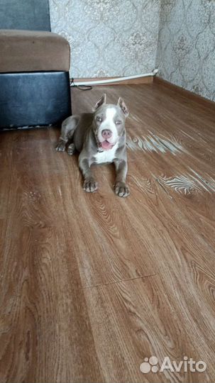 Девочка американского булли