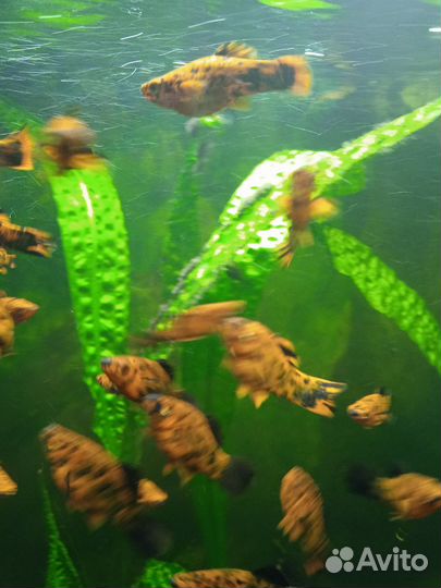 Аквариумные рыбки тигровые меченосцы