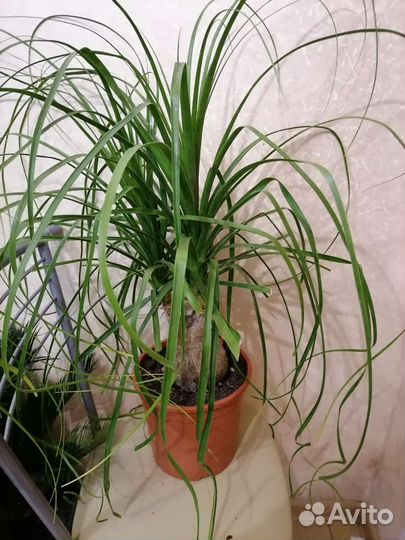 Пальма Налина или бутылочное дерево, бакарнея