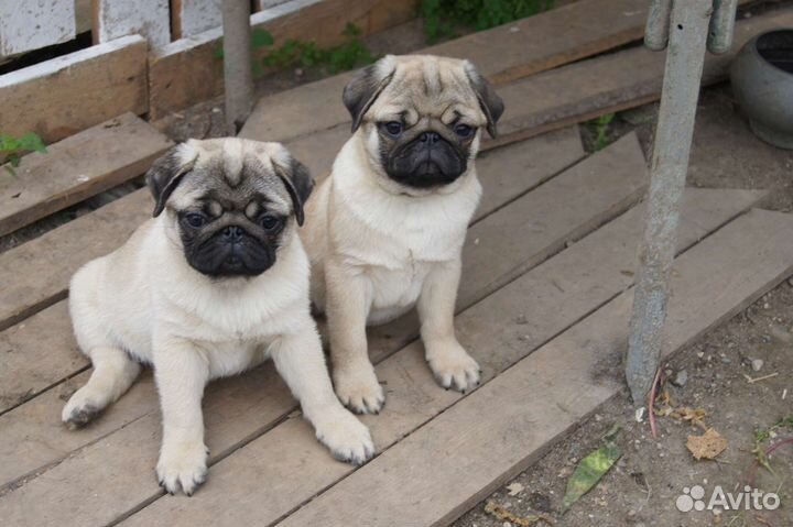 Щенки мопса мальчики
