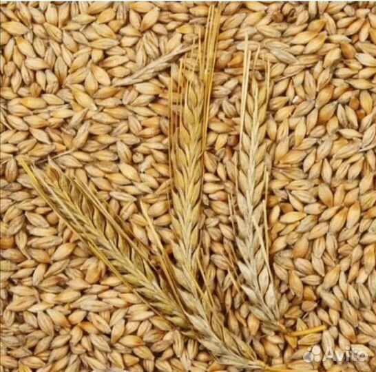 Продам ячмень