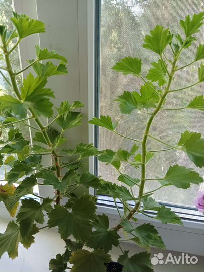 Пеларгония герань