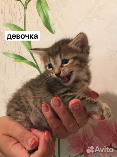 Шатланские котята