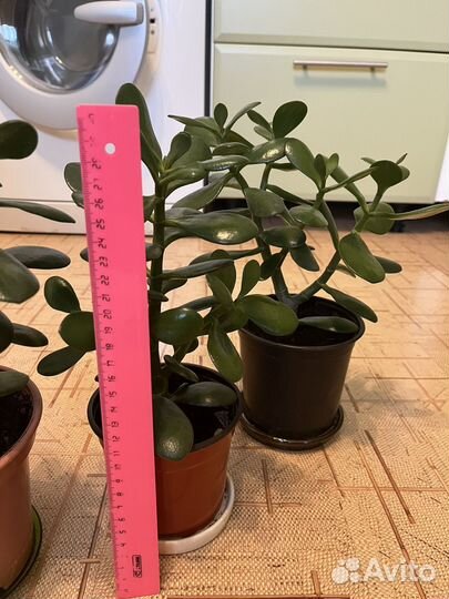 Толстянка - денежное дерево