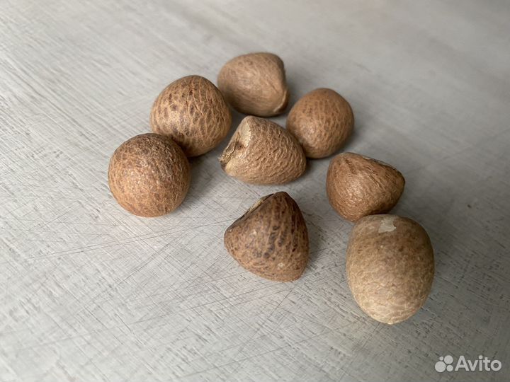 Орех бетеля (бетель для васту)