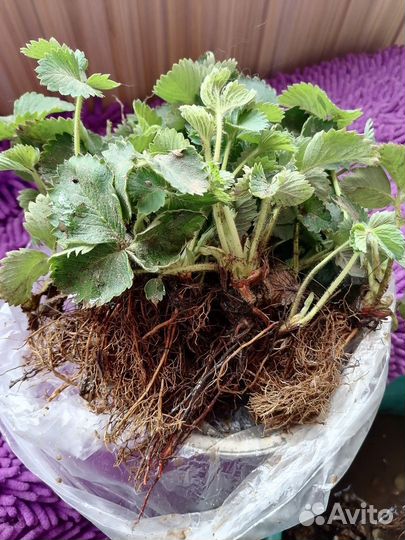 Земклуника купчиха Саженцы