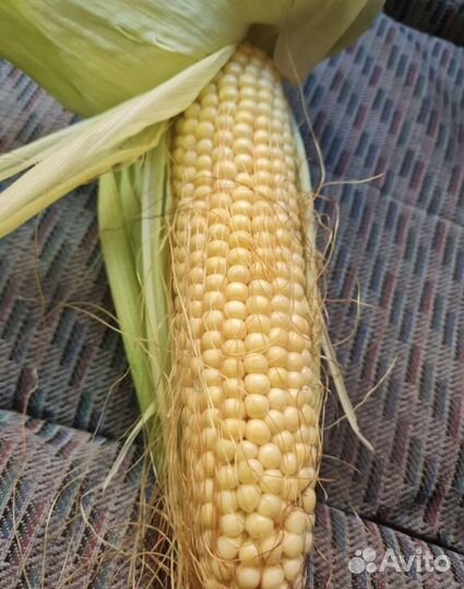 Кукуруза в початках