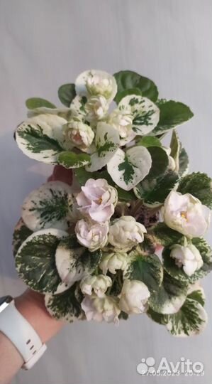 Фиалка - ук.листы - 5 сортов