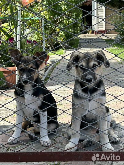 Дворовые собаки