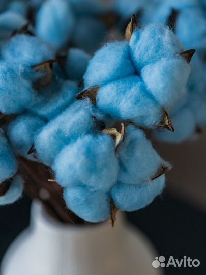 Сухоцветы хлопок букет