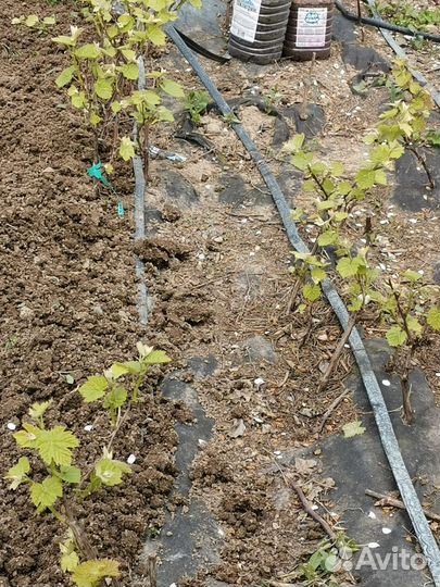 Саженцы винограда