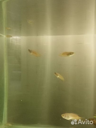 Аквариумные рыбки