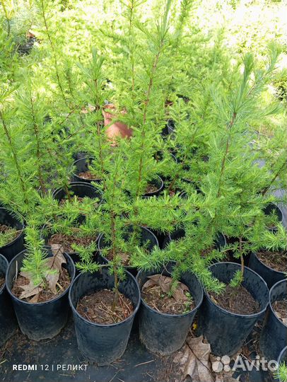 Кедр, лиственница, туя, пихта