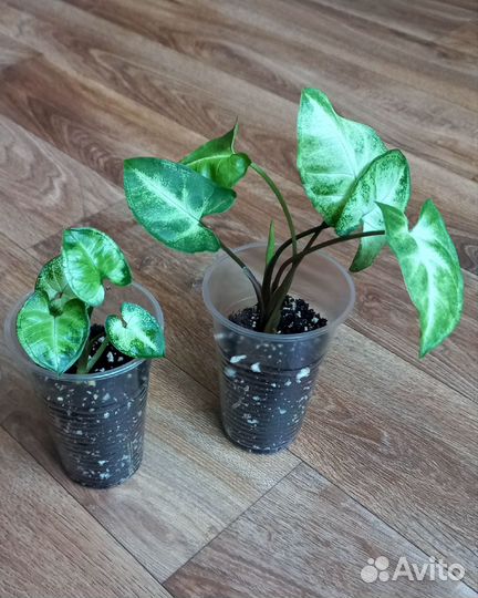 Комнатные растения цветы