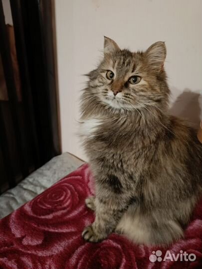 Кошечка в добрые руки