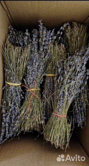 Лаванда сухоцвет