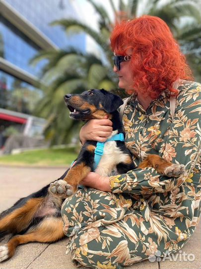 Собака красавчик в добрые руки
