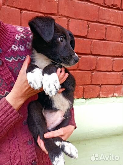 Щенок в добрые руки