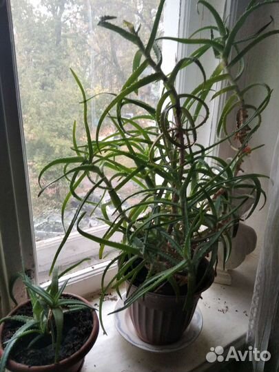 Алоэ лечебный 6 летний