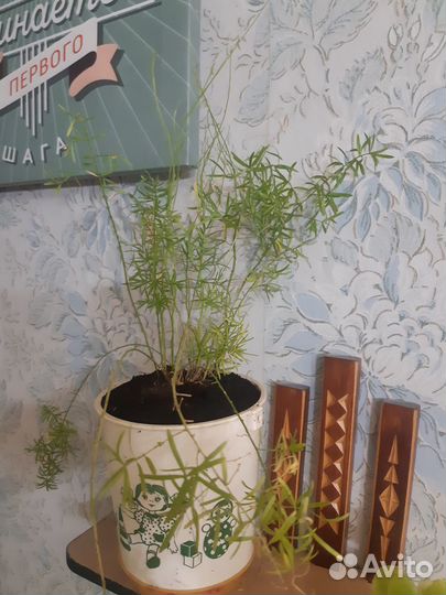 Растение аспарагус шпренгера